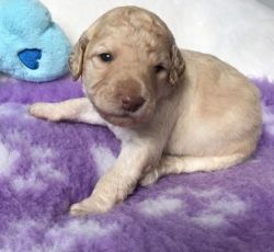 Beautiful Goldendoodles From Health Tested Parents ready for sale