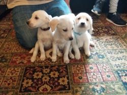Gorgeous F2 Goldendoodle Puppies