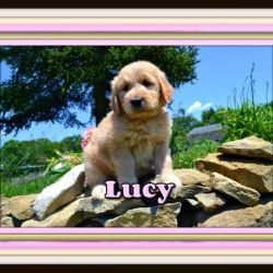 LUCY FEMALE
