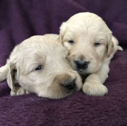 Gorgeous Goldendoodle Puppies