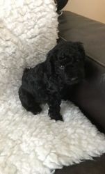 Black Boy Miniature Goldendoole Puppy