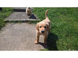 Golden doodle puppies for sale ready now