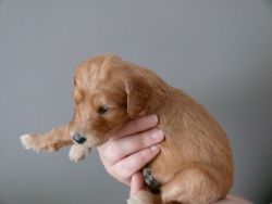 GOLDEND OODLE Puppies