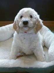 F1b Goldendoodle female, with championship bloodline