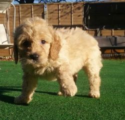 House trained Goldendoodle Puppies Ready for Viewing