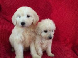 Gorgeous Curly F1 Miniature Goldendoodle Puppies