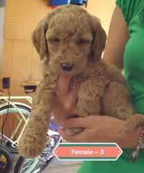 Multi generation goldendoodle puppies for sale