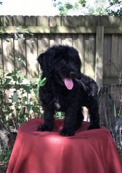 Teddy Goldendoodle F1