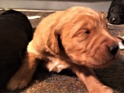 Goldendoodle puppies ADORABLE