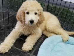 Goldendoodle Male. 2 Puppy!!!