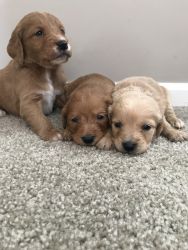 Beautiful F1 Goldendoodle Puppies!!