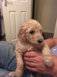 Pure Breed Goldendoodle puppies available