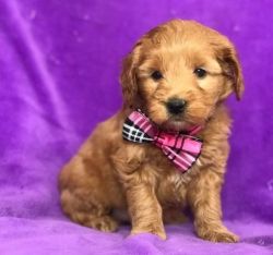 Healthy Well Trained Goldendoodle puppies For Adoption