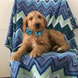 Mini GoldenDoodle Puppies For Sale