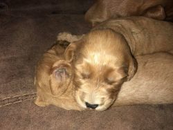 Red goldendoodle puppies!