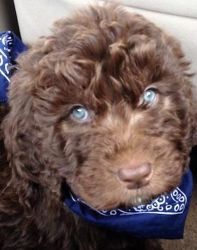 Goldendoodle Puppies Rare Chocolate with Blue Eyes
