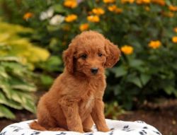 Male and female Golden doodle Available