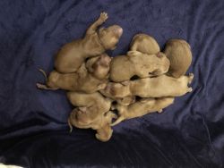 F-1 Goldendoodle Puppies
