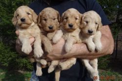 Golden doodle puppies
