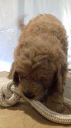 Goldendoodle F1 Ready