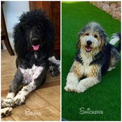 High Quality Bernedoodle Puppies