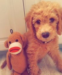 Goldendoodle males