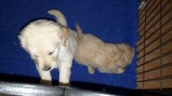 Goldendoodles for adoption