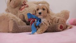 charming golden doodle puppy available for a new family home