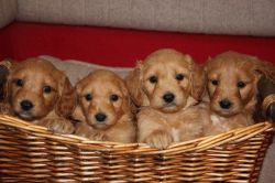 Fantastic AKC Goldendoodle puppies please call +1(3xx) xx4-5xx4