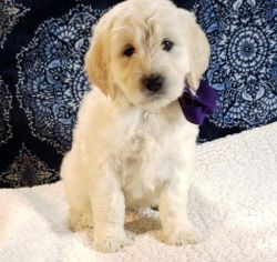 Goldendoodle Puppies for Sale.