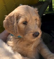 F1a Goldendoodles in Central Texas