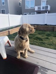 Looking for new family for Mini golden doodle