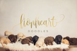 Doodle Puppies Available