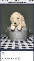 GOLDENDOODLE HOUSE OF PAWS