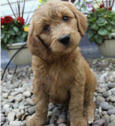 Beautiful Goldendoodle Puppy!