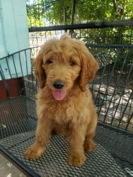Goldendoodle - loveable