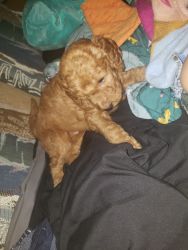Holdendoodle puppies