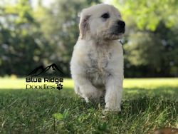 F1 White Goldendoodle Puppies