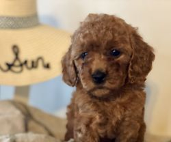 Mini Red F1b Goldendoodle 15-25 pounds