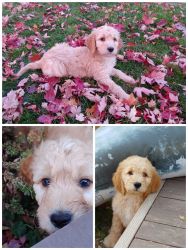 Goldendoodles Ready for Forever Home