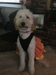 Adorable 9 Month Old Goldendoodle