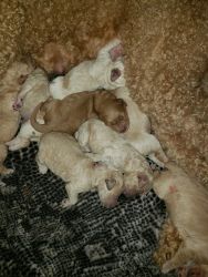 Goldendoodle Puppies Multi-generational