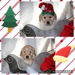 Mini Goldendoodle puppies ONLY ONE LEFT- Ready for Christmas