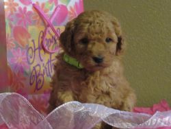 F1B Mini Goldendoodle Puppies for sale
