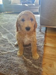 Red haired goldendoodle puppy