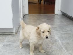 f1bb Goldendoodle puppies for sale