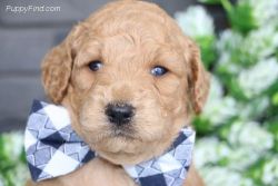 Adorable female golden doodle for sale at a good price rate