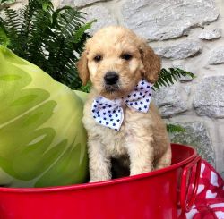 F1BB male goldendoodle