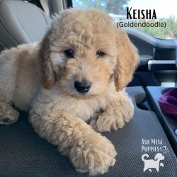 Trained Puppy F1B Goldendoodle Golden Doodle Female