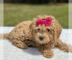 Goldendoodle Puppy For Sale in, CA.